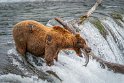 150 Katmai NP, bruine beer